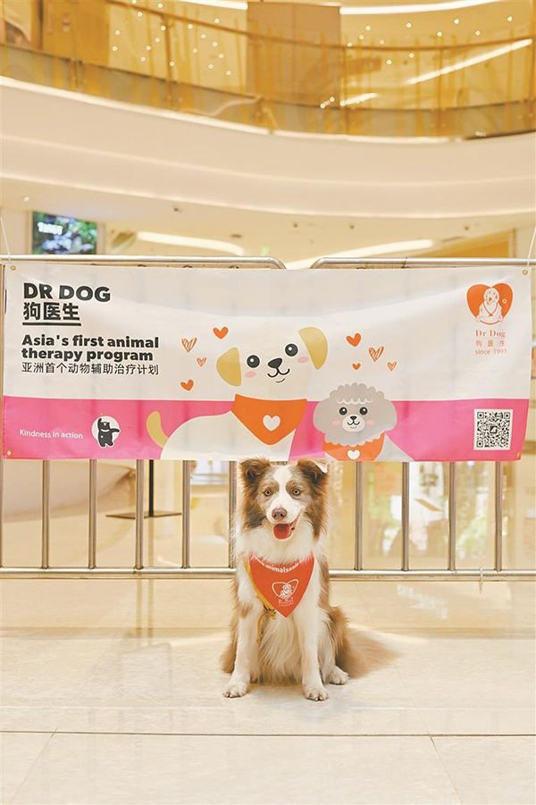 有一种治愈，由可爱的狗狗带来3.jpg