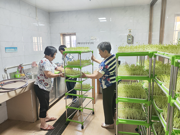 图：豆芽日常浇水换水