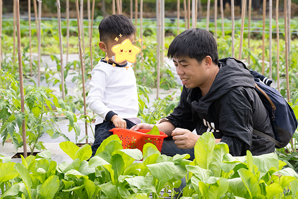 图：种植青菜与采摘青菜