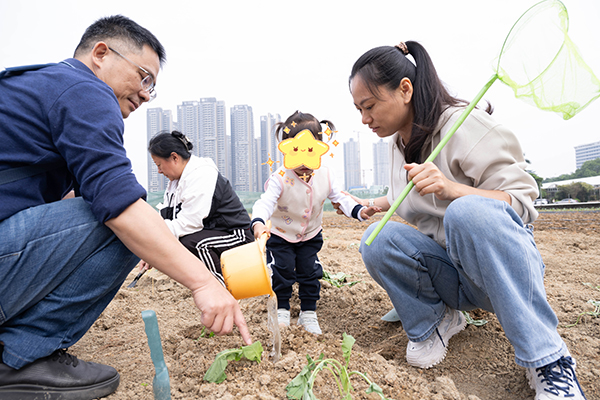 图：种植青菜与采摘青菜