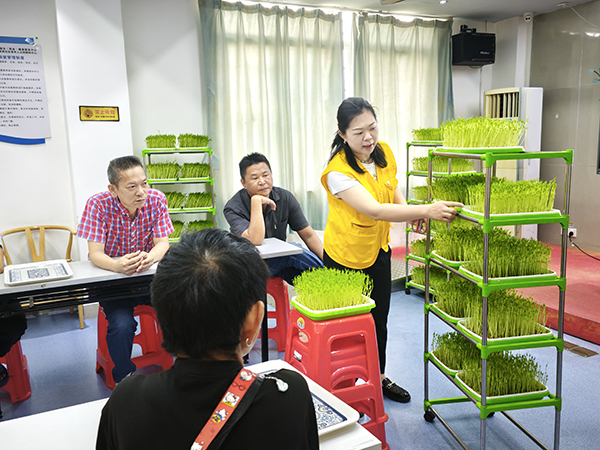 图：社工通过对比展示，光照影响豆苗的嫩老差异