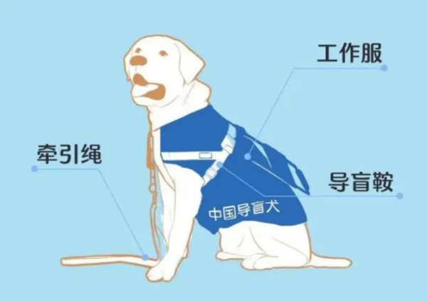2-国际导盲犬日：看见，是帮助的开始.png