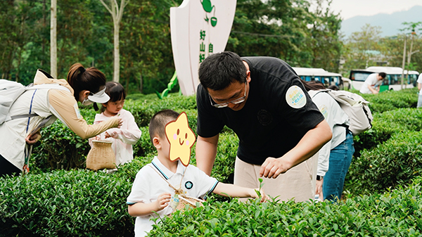 图：亲子采茶