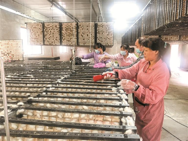 广西东兰金谷乡手工养蚕插上了科技的翅膀