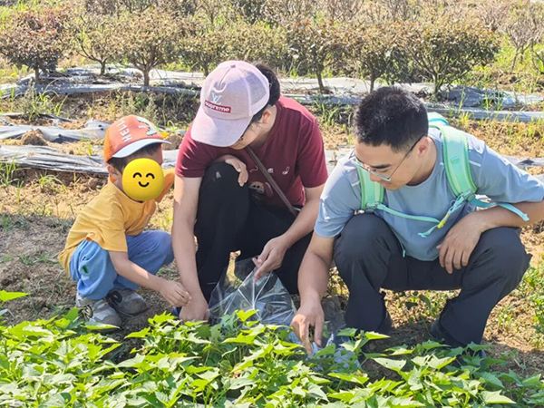 蔬菜采摘