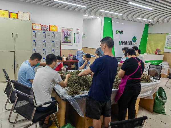 残疾人筛选分拣艾草叶